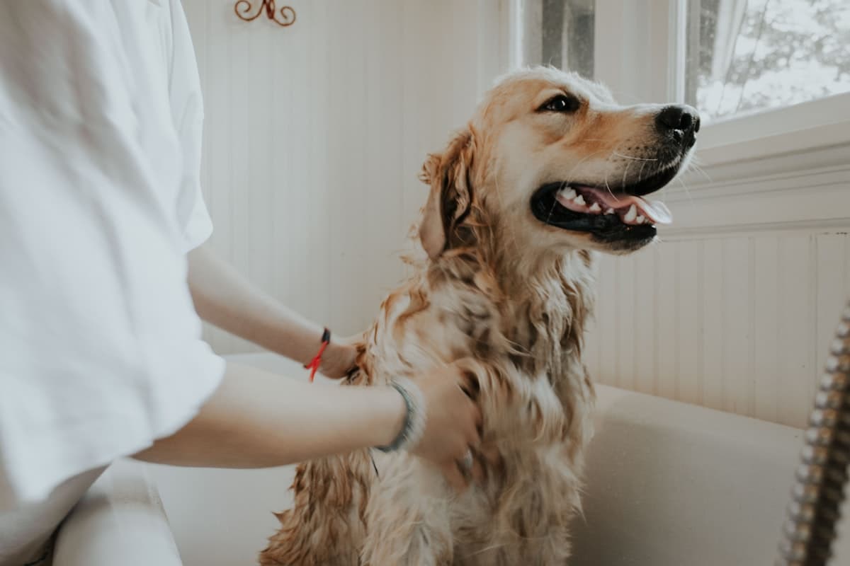 Bark & Bath Pet Spa hero