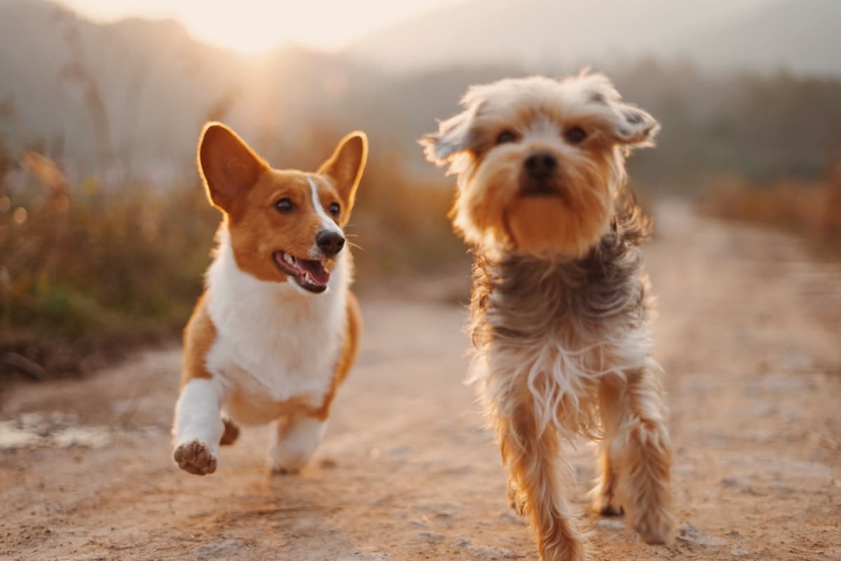 Bark & Bath Pet Spa grooming